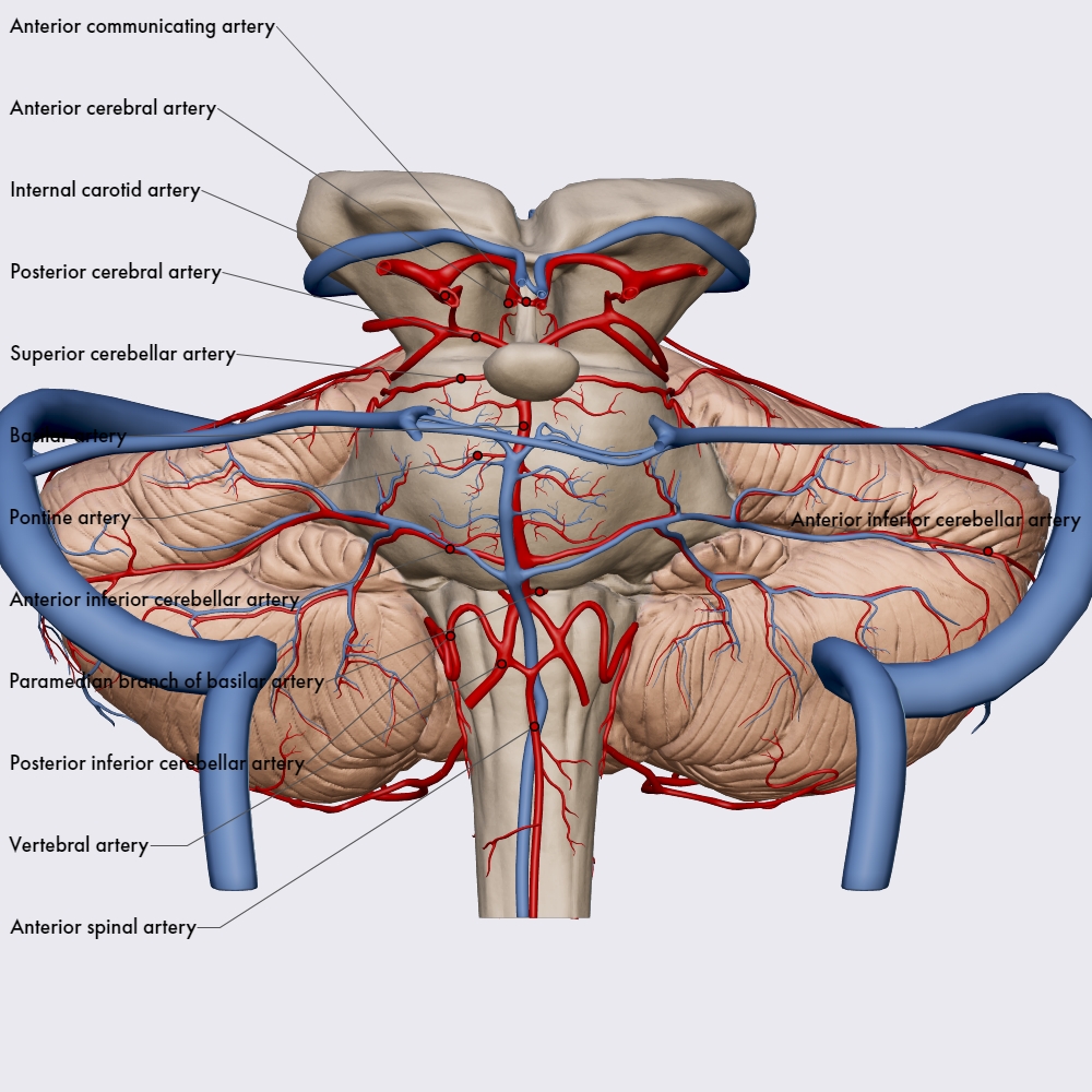 Arterial blood supply of the brainstem and cerebellum